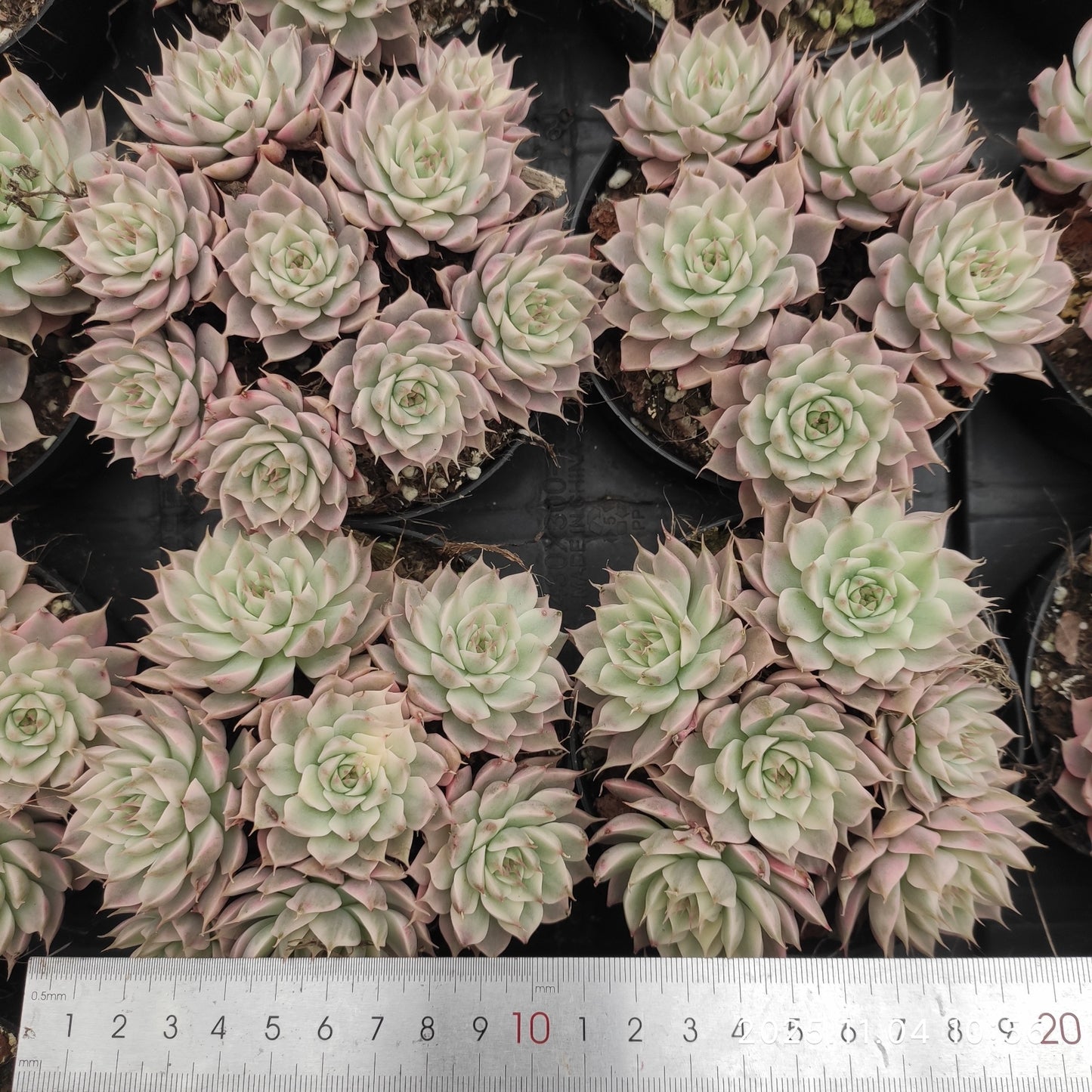 22263 マーガレット錦（9cm pot）