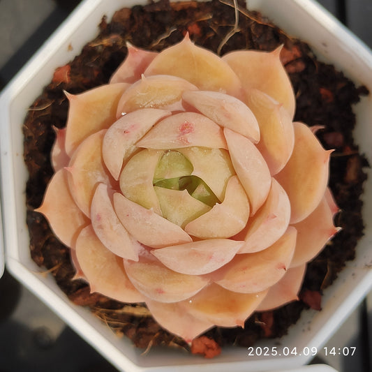 YBB162 オンスロー（7cm pot）