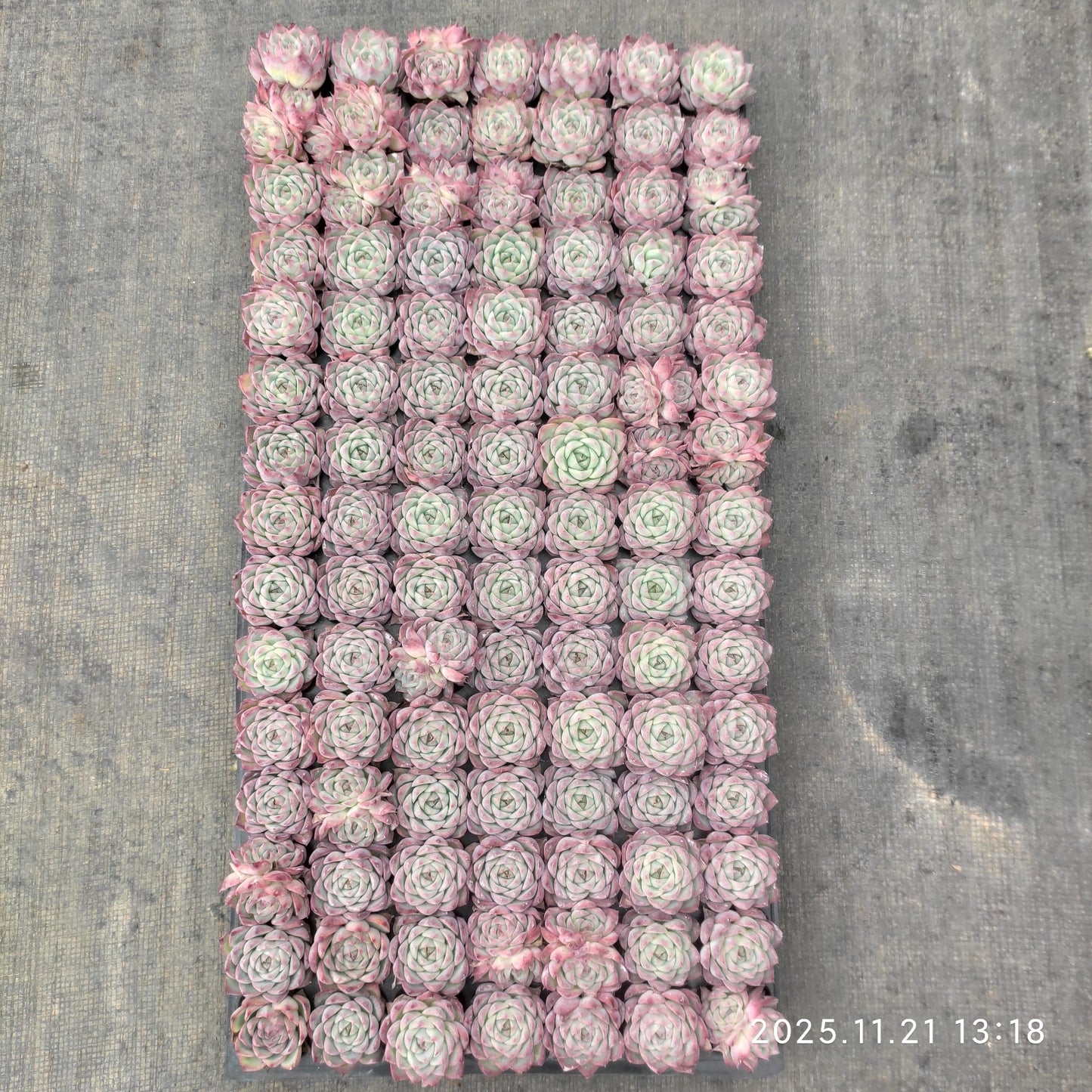 22118  ピンククリスタルローズ（3cm pot）（ポット苗）