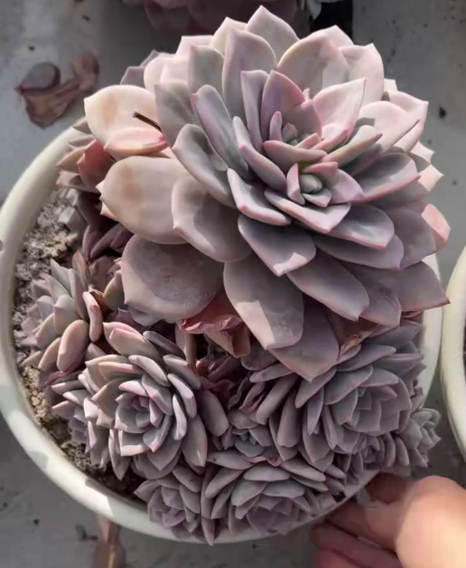 26536 レッドティー