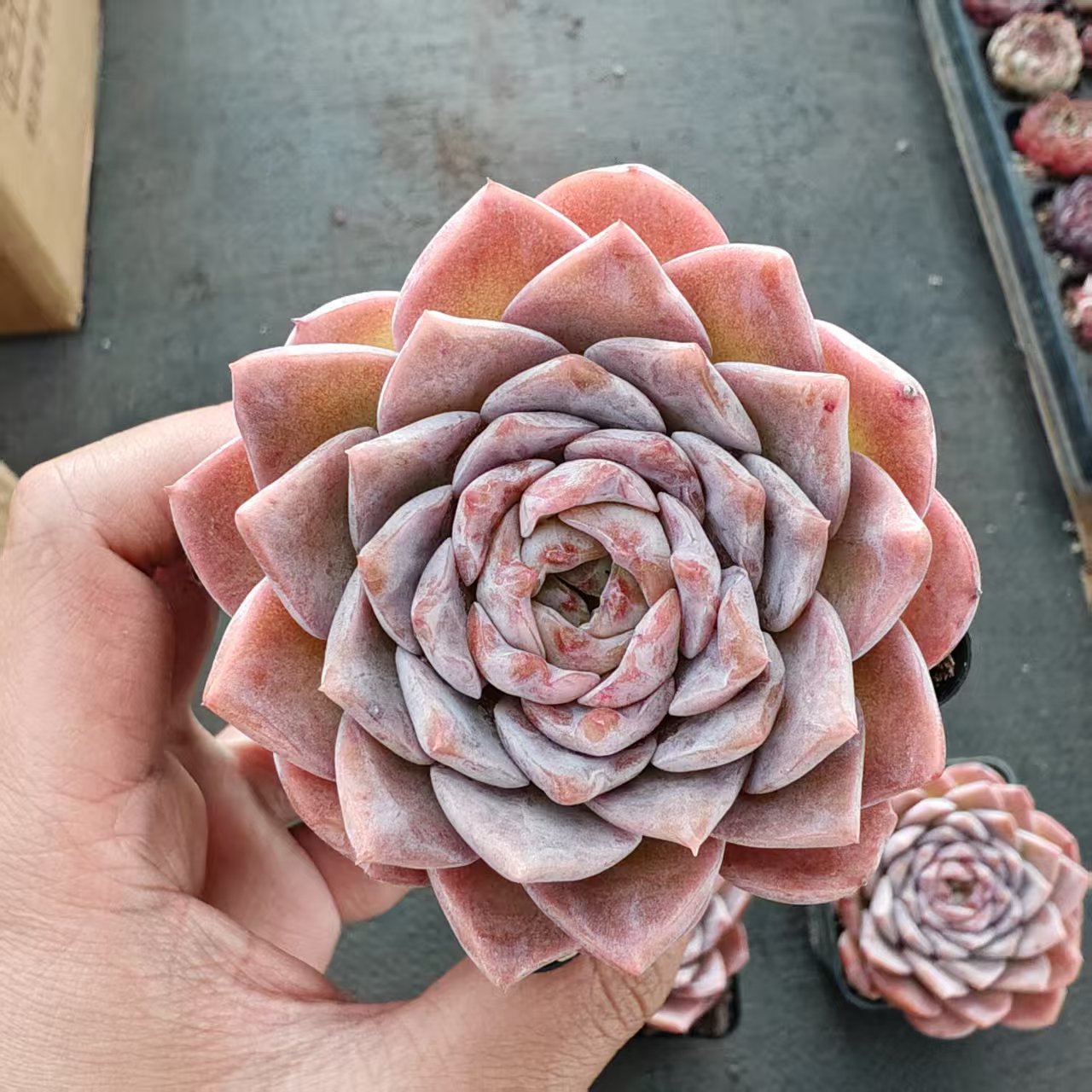 BL2007 シュガー　クリスタルHyb（7cm pot）