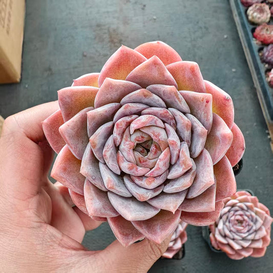 BL2007 シュガー　クリスタルHyb（7cm pot）