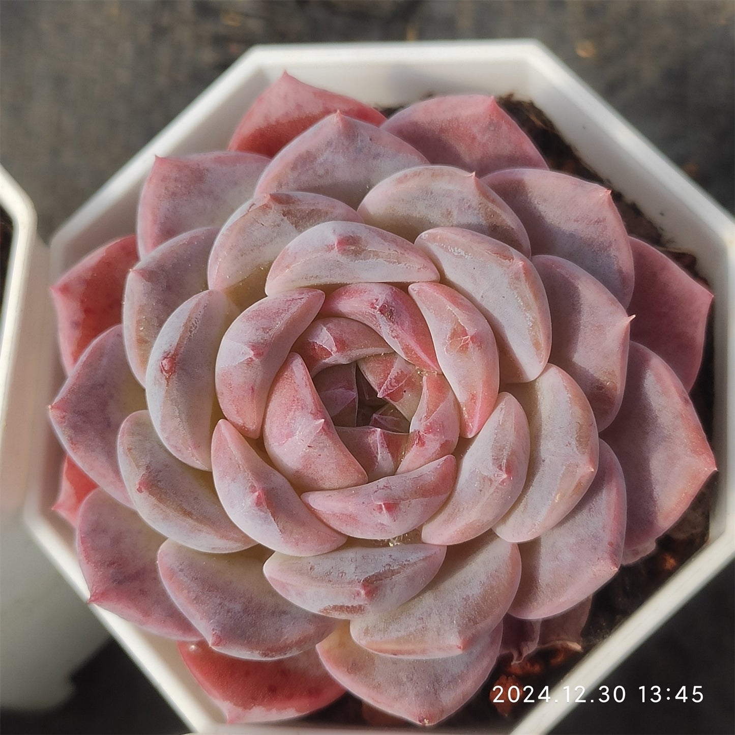 XQ413 レッド　シュガー （7cm pot）