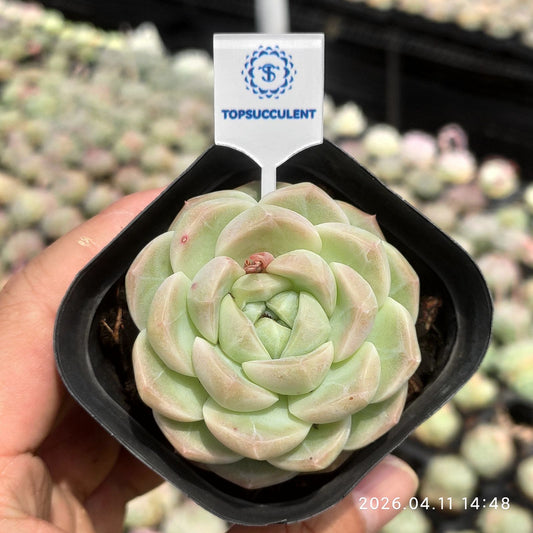 361462 ピュア ジェイド