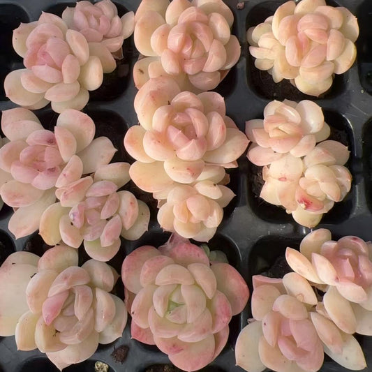 23480 ドリームワールド