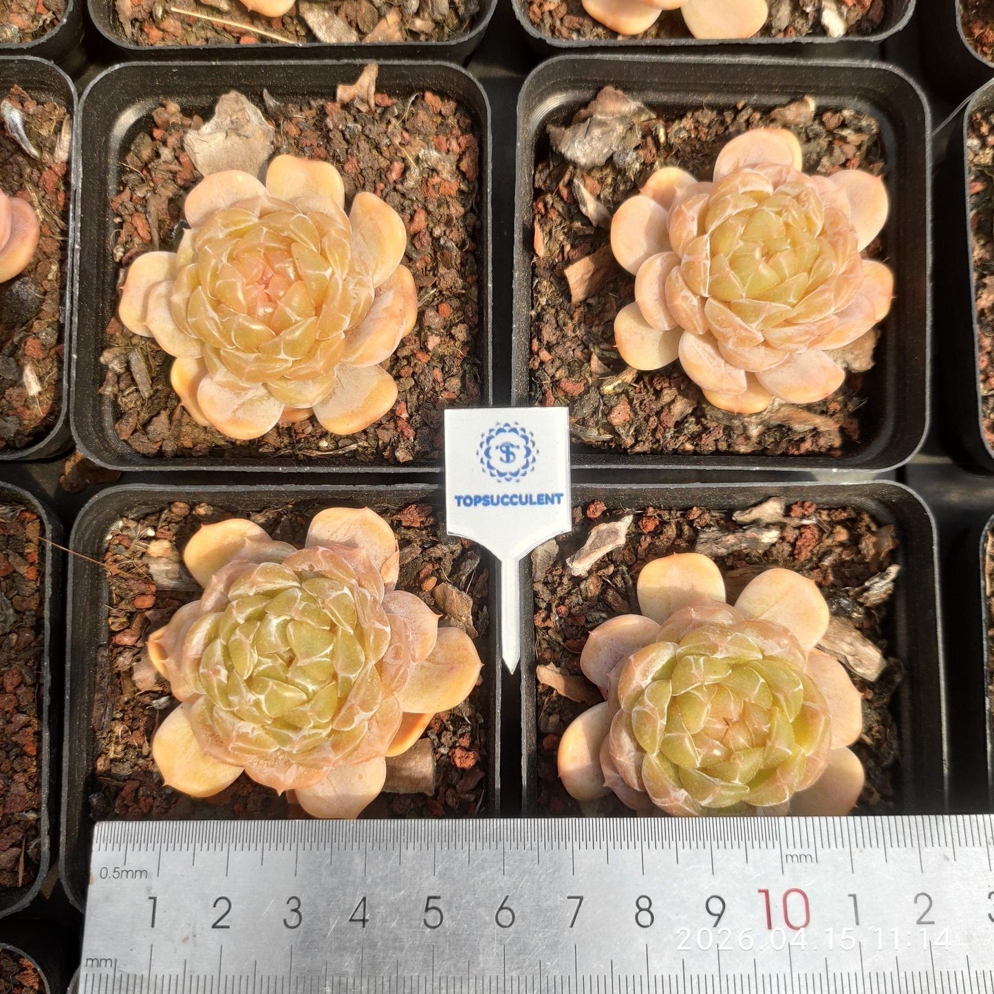 361550 ホワイトラブ