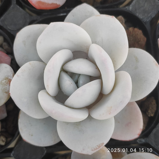 MMY651 ラウイ （6.3cm pot）
