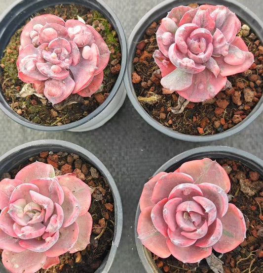 XQ608 レインドロップス錦（9cm pot）