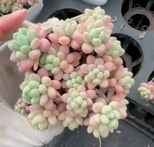 26563 ダフィーナガール