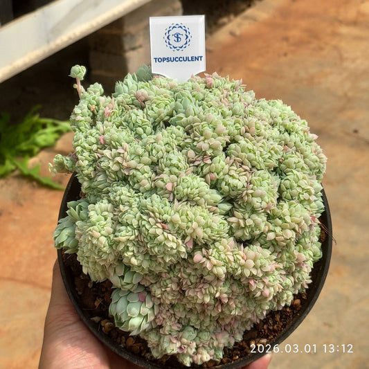 360113 ボールオブファット綴化