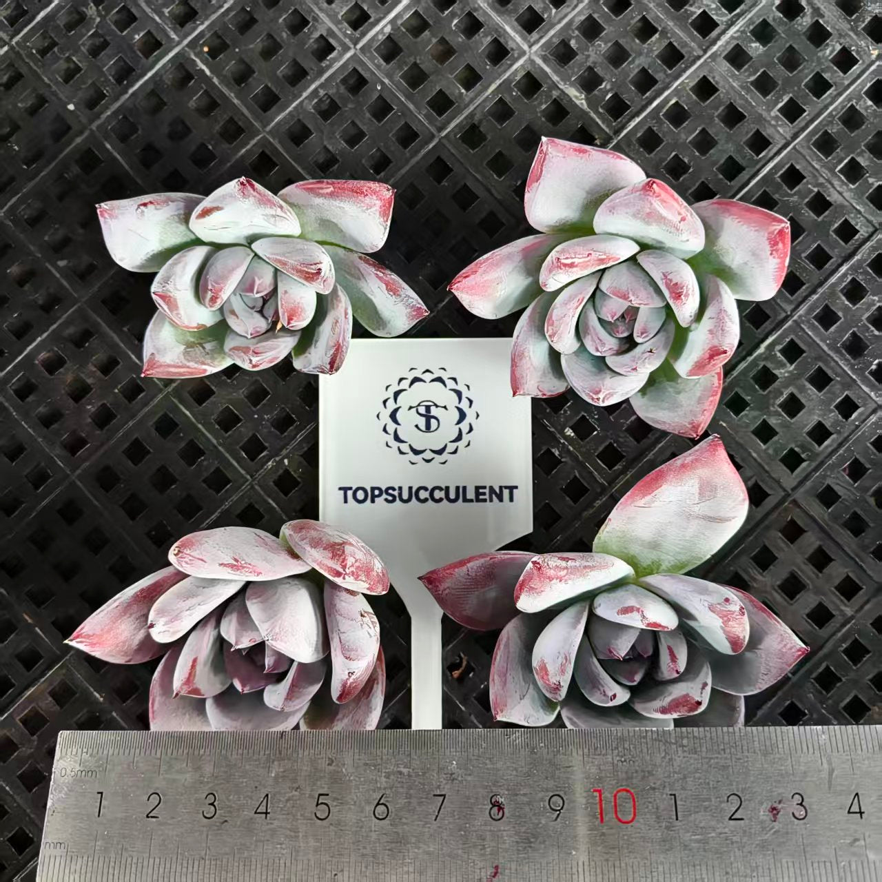 22404 ブラック  サバス  トップカット苗（7cm pot）