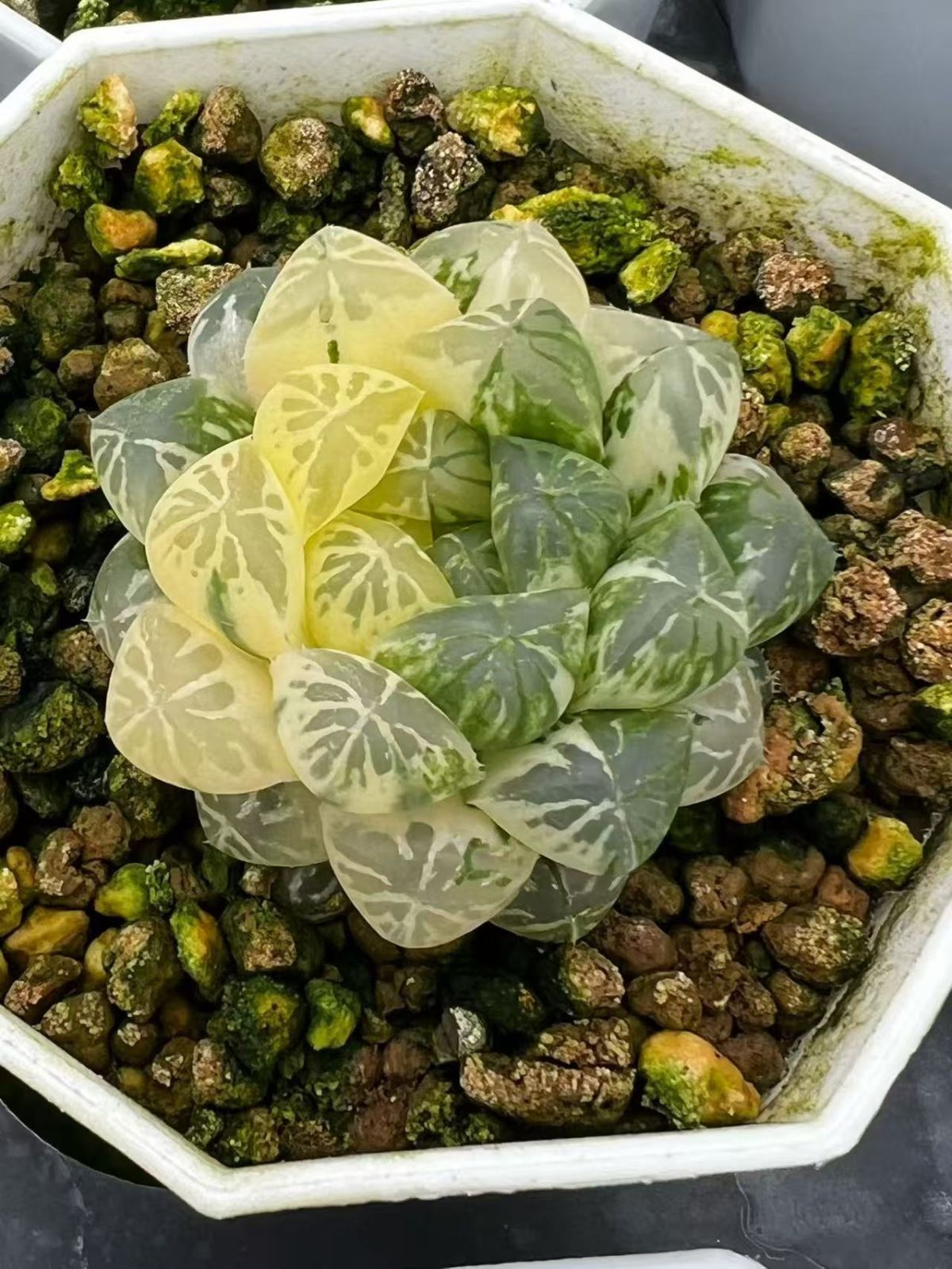 362850 塑膠皮錦