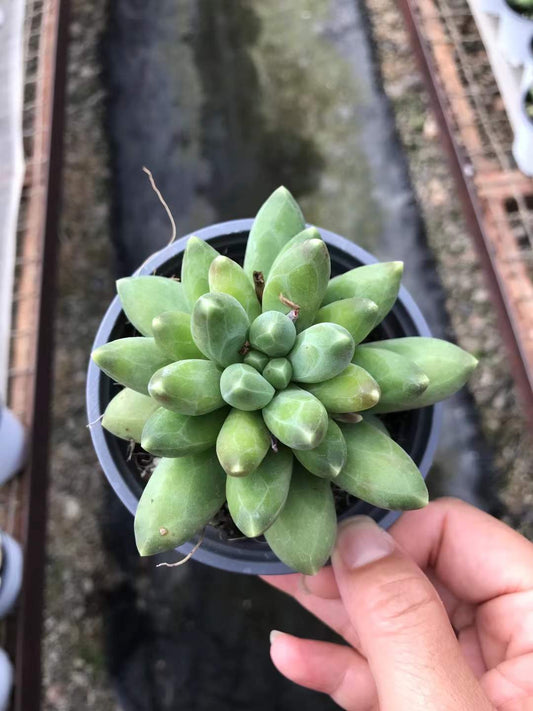 363542 コンパクタム