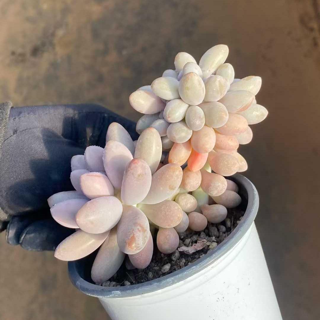 360014 ピンクラバー綴化