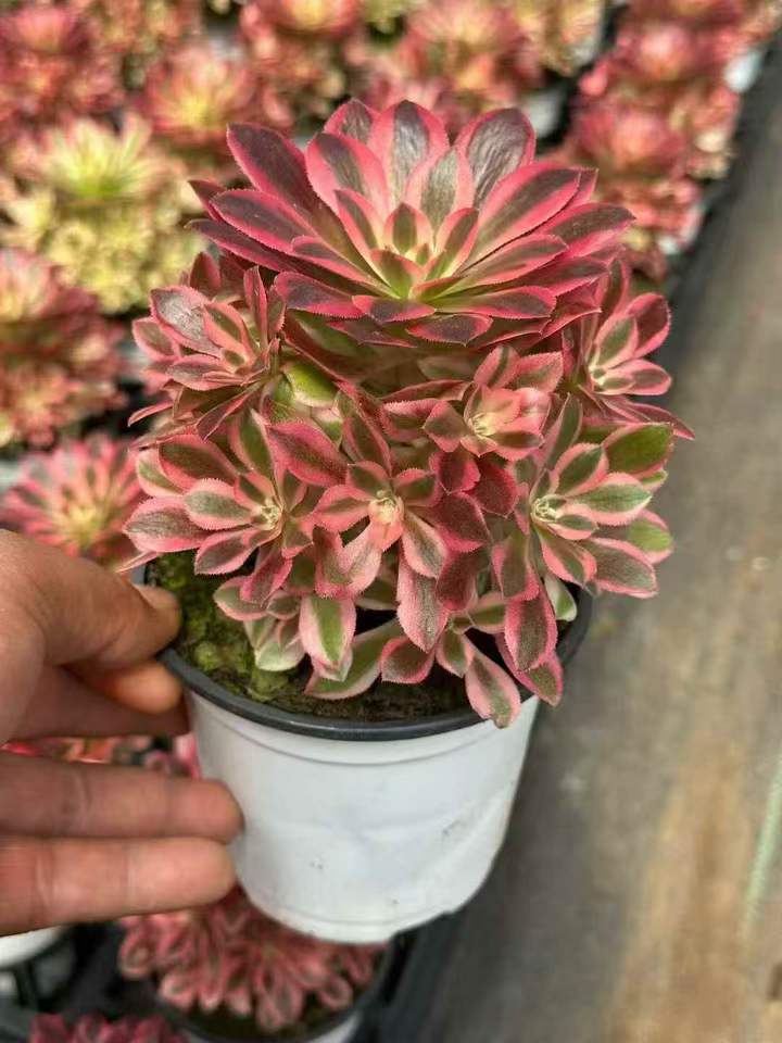 263561 アエオニウム　ウィッチ錦