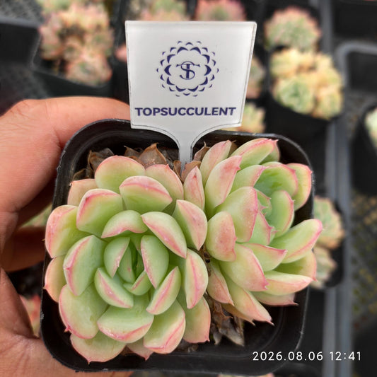 25955 ストロベリーアイス