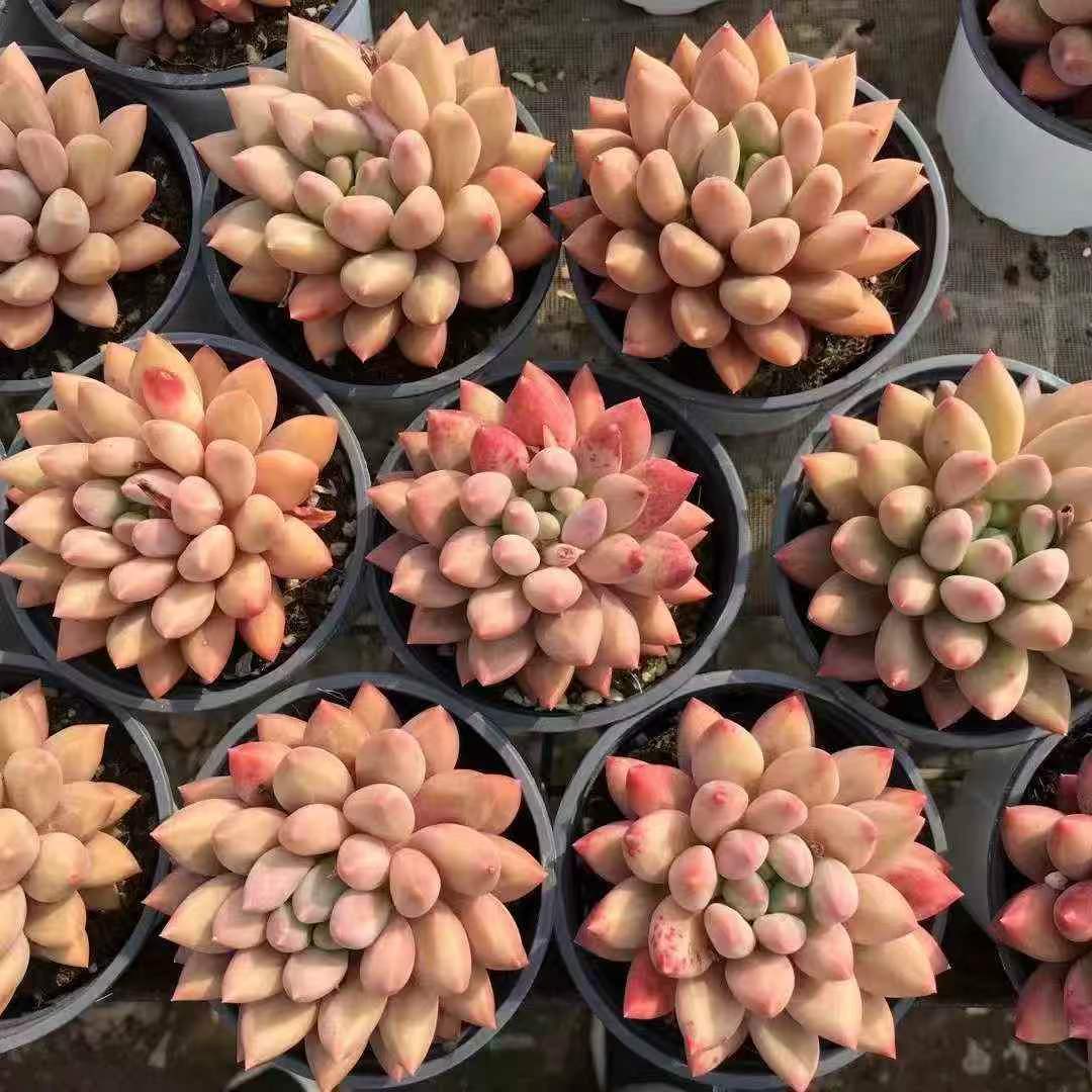 265392 クリスタル ボール
