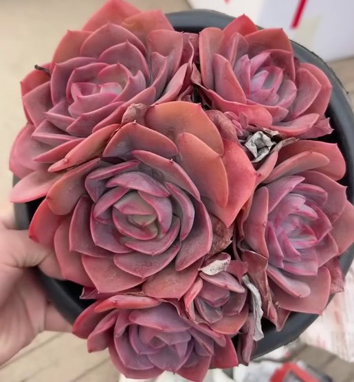 263241 ダスト　ローズ