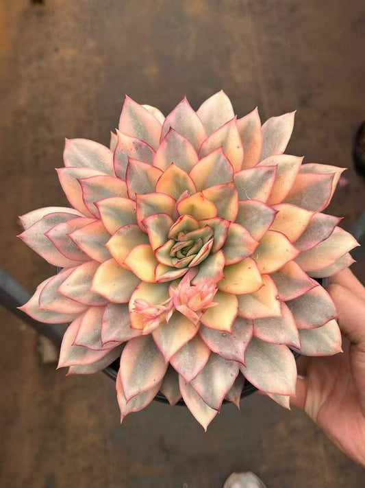 T26442 エスター錦