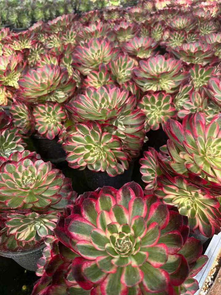 26593 クラウド・ロータス