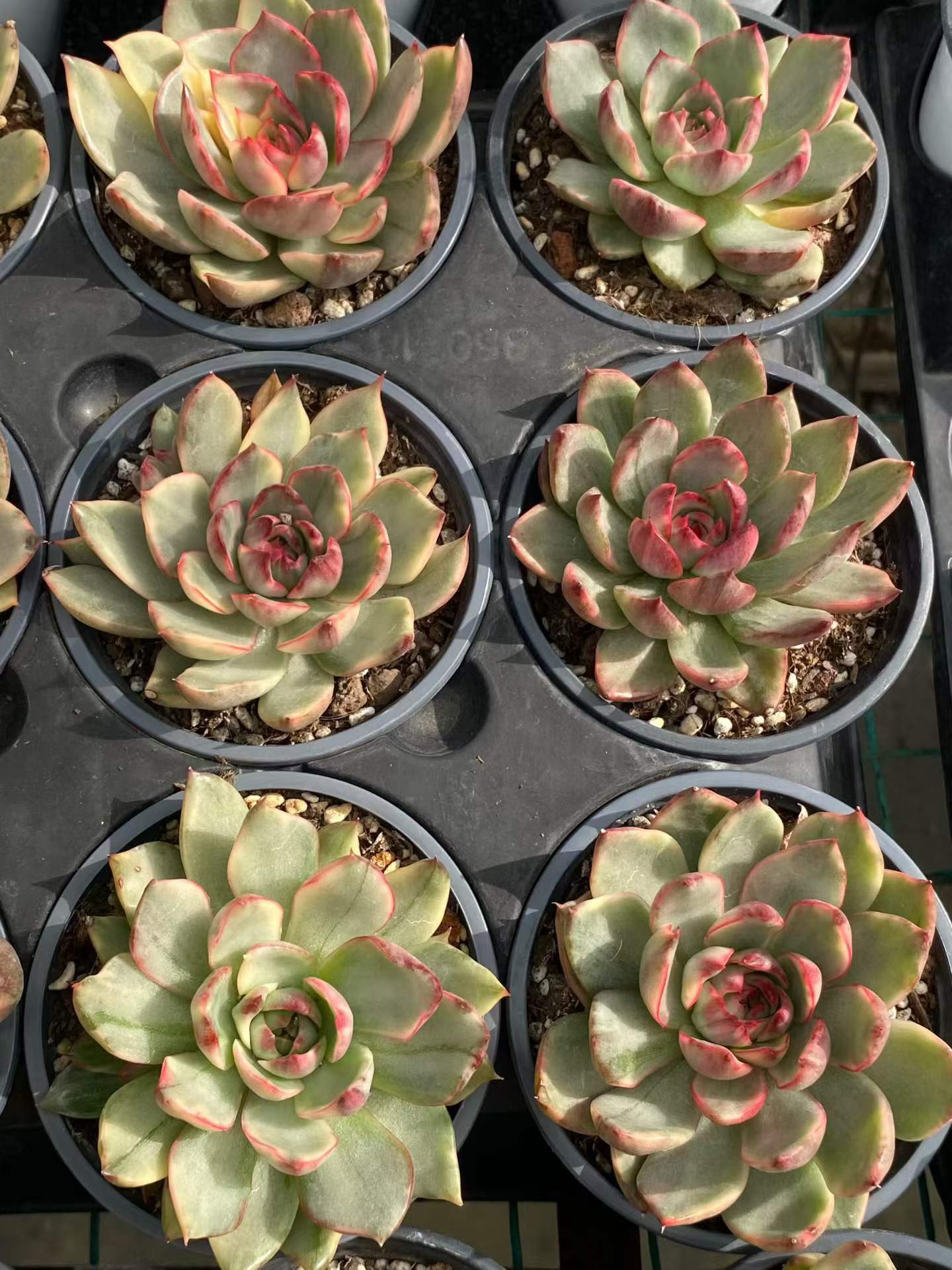 19093 パープル　バタフライ錦（9cm pot）