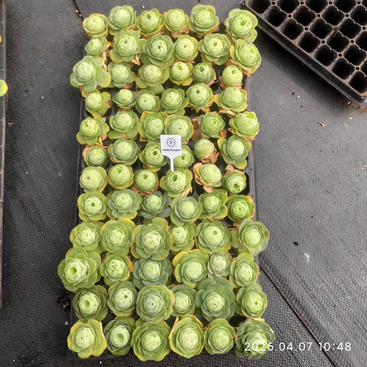 361183 グリーノビア