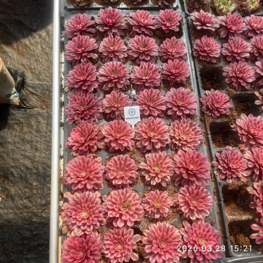 360920 レッド・レパード