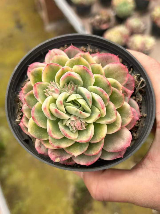 T26437 ライム＆チリー錦