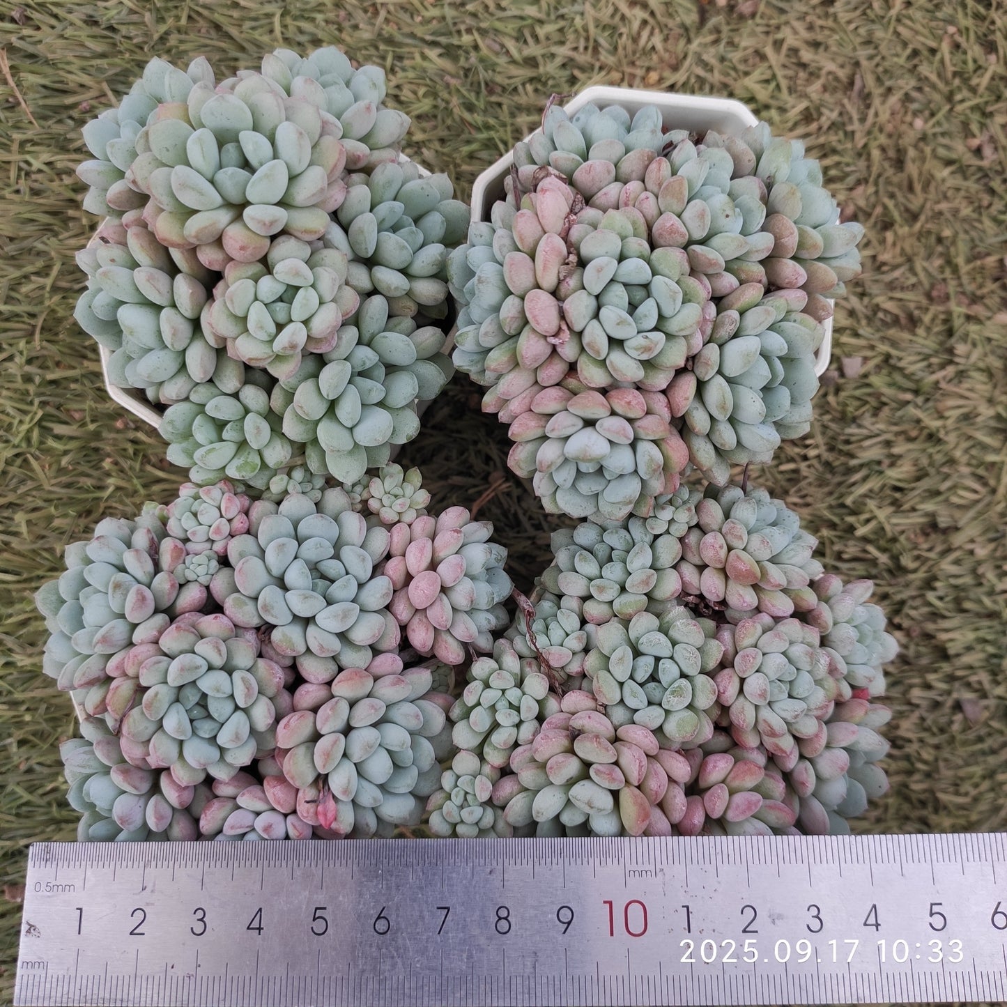 NGN292 リトルレッドエッグ（7cm pot）