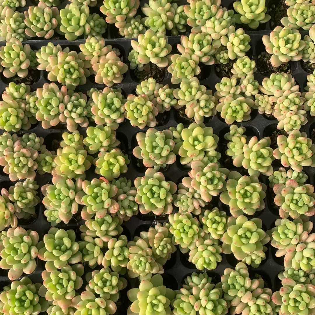 25450 シャングリラ