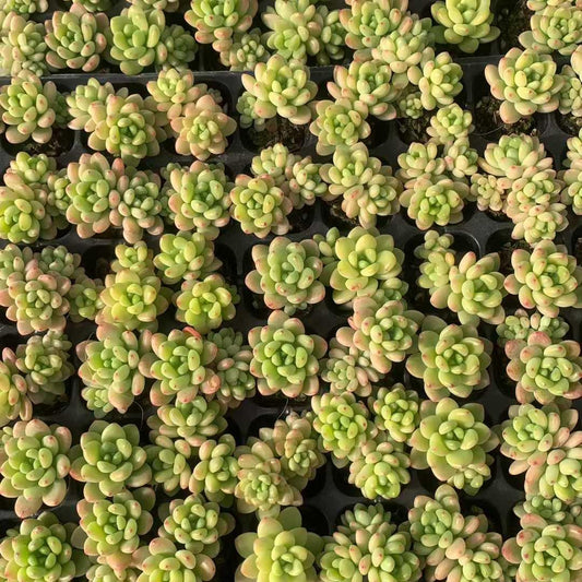 25450 シャングリラ