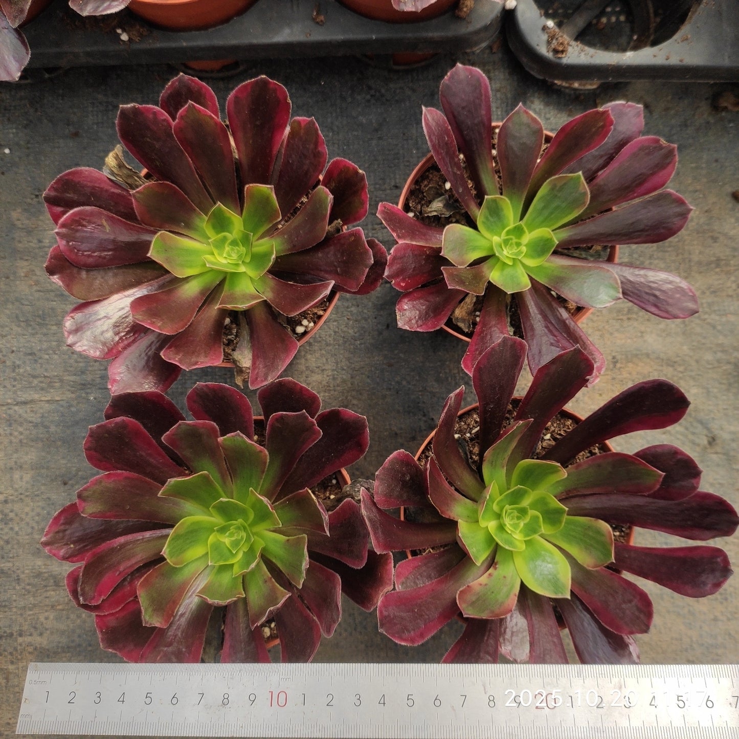 ZXX407 レッド　フライ（12cm pot）