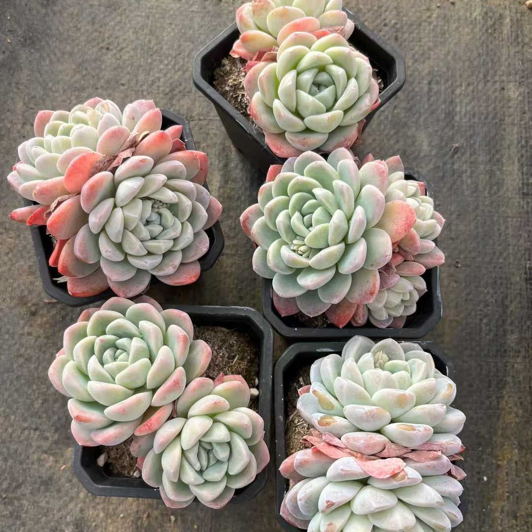 26170 ジェイドバタフライ