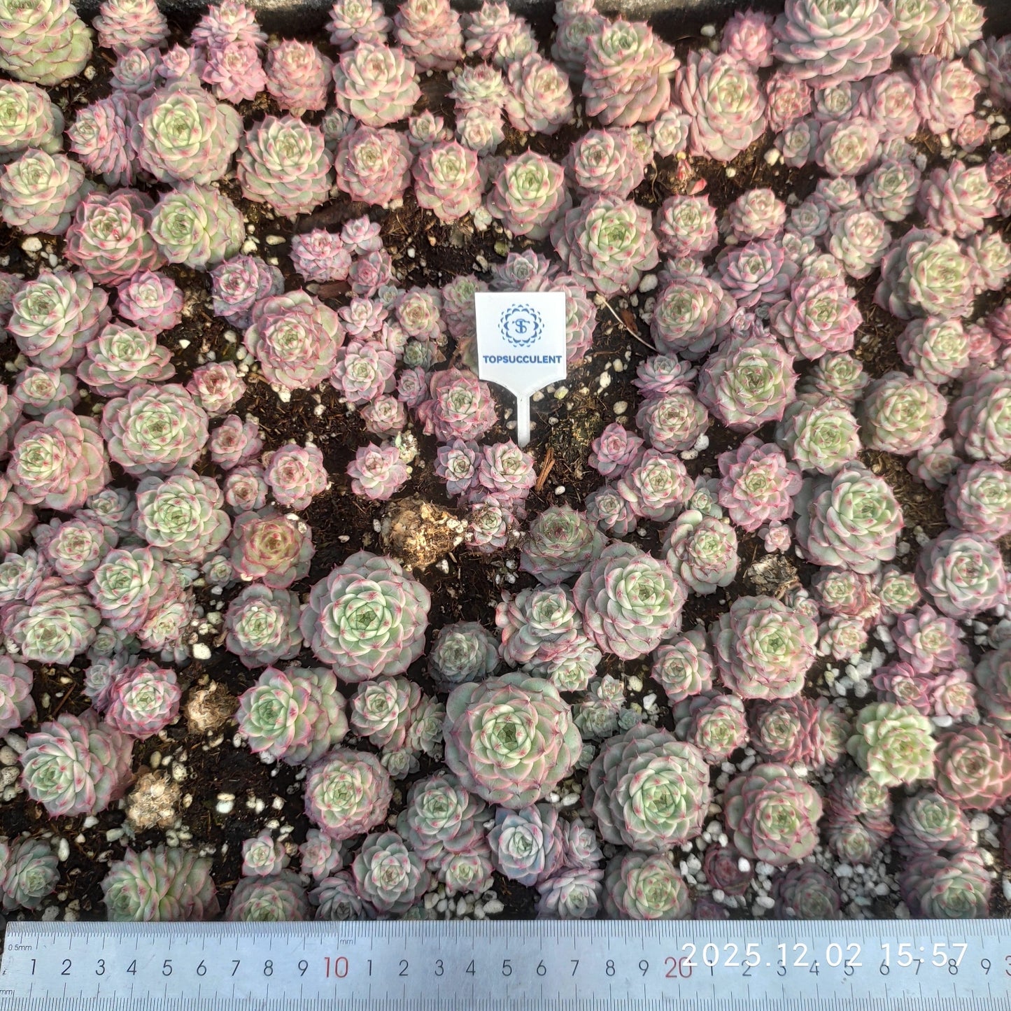 23055 レッド　ベルベットHyb（ポット苗）