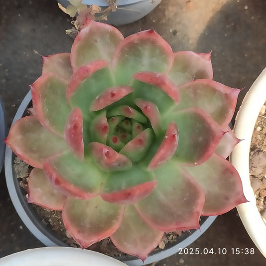 NGN724 アギャボイデズ　ピンク　ダイアモンド（80cm pot）