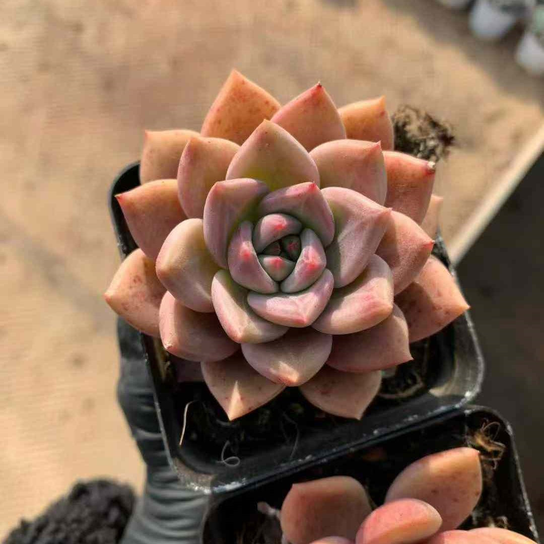 24126 ブラウン　シュガー　カード