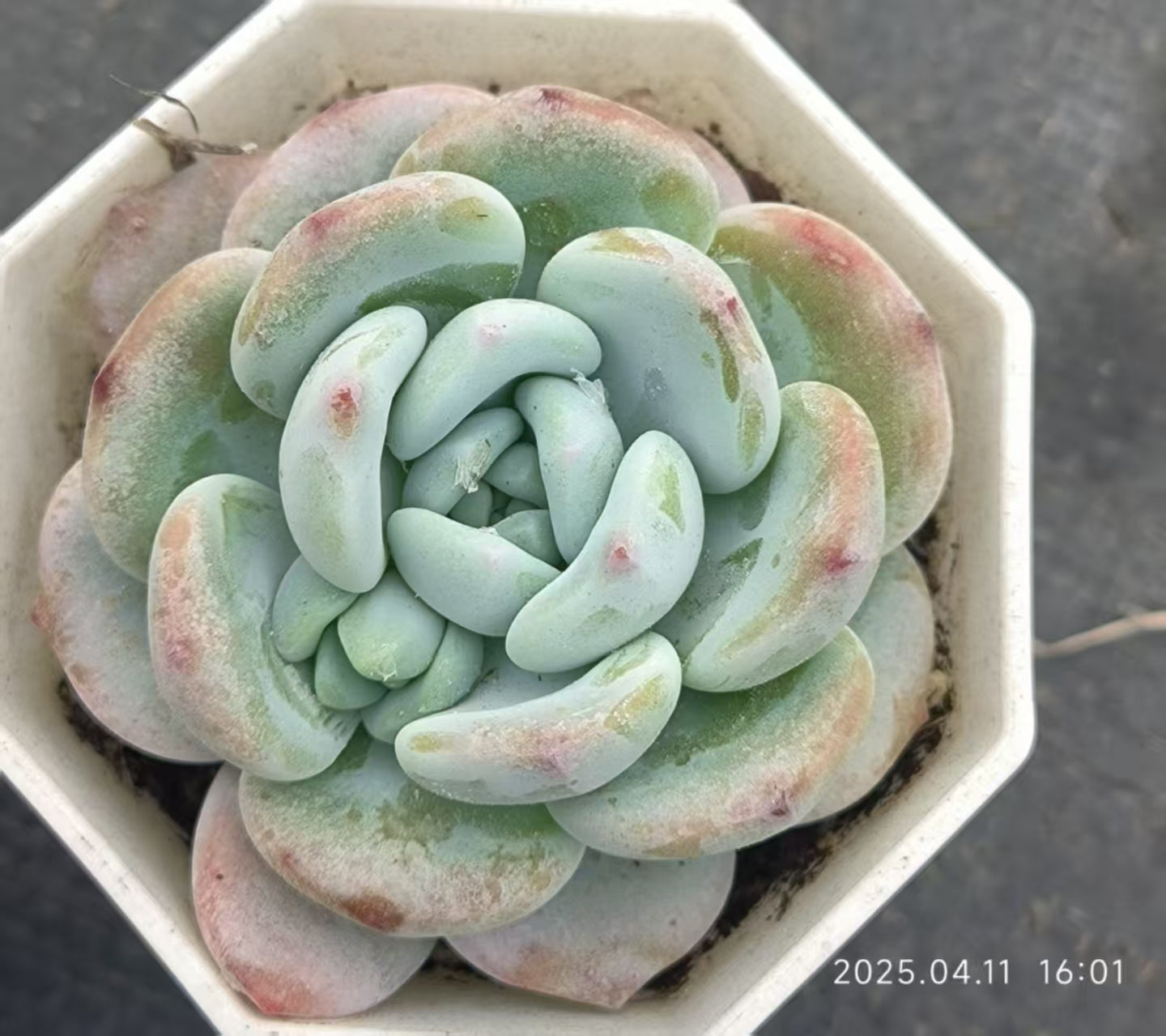 XS723 ゴールドブーケ （6.5cm pot）