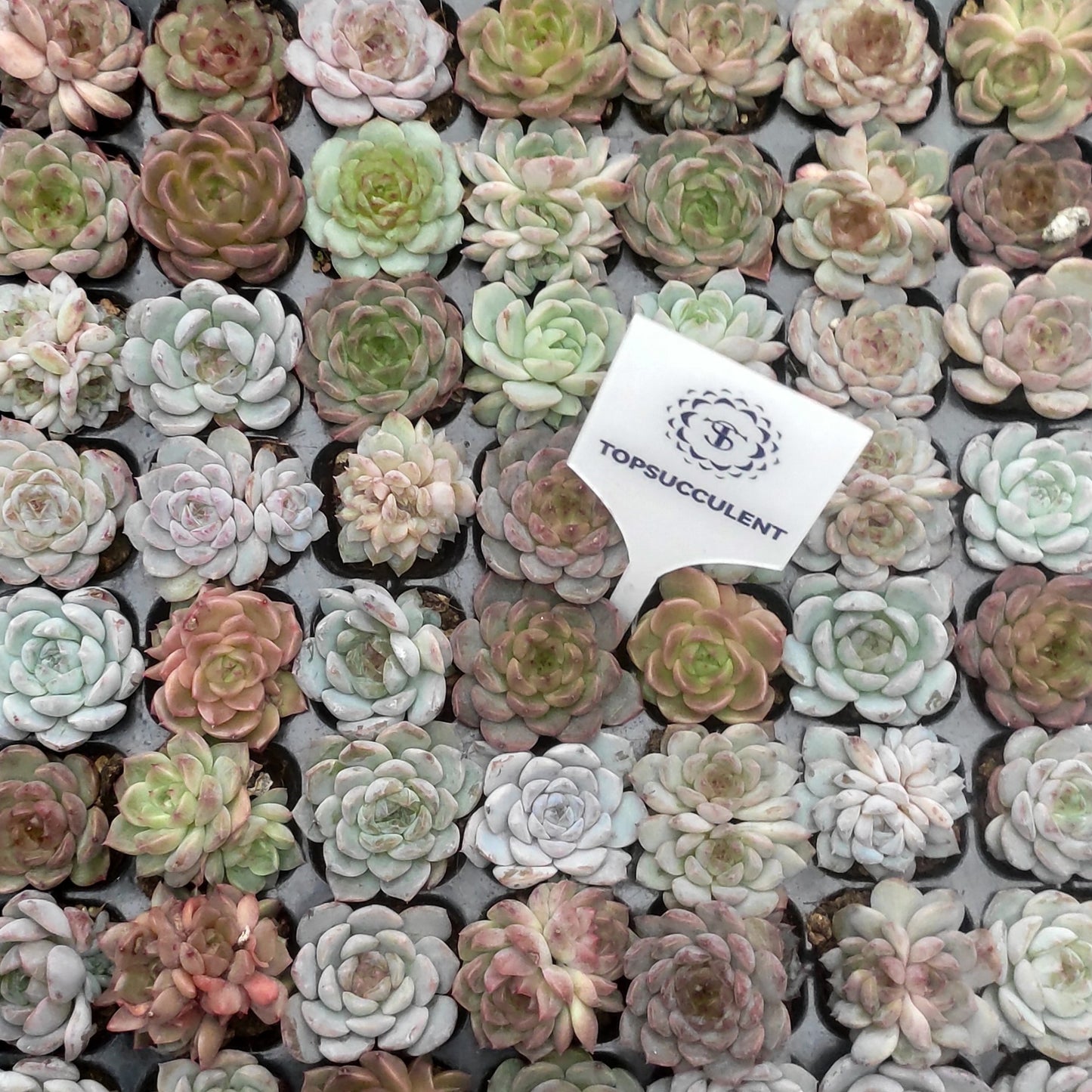 22143  ジェニー x クレープ（ミックス苗）（3cm pot）（ポット苗）