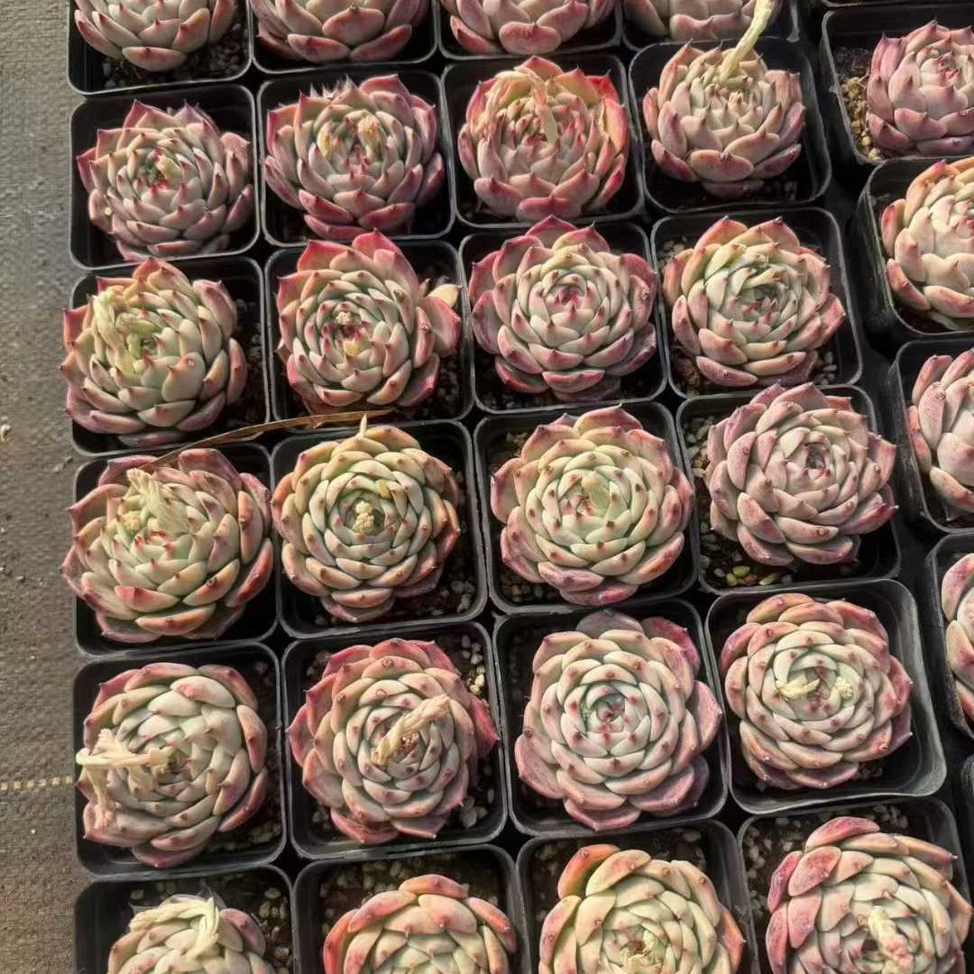 24960 チワワエンシス