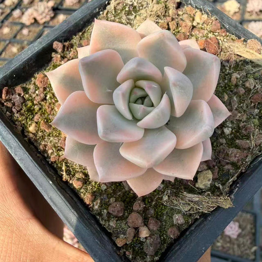 24471 ピンクプリティー錦