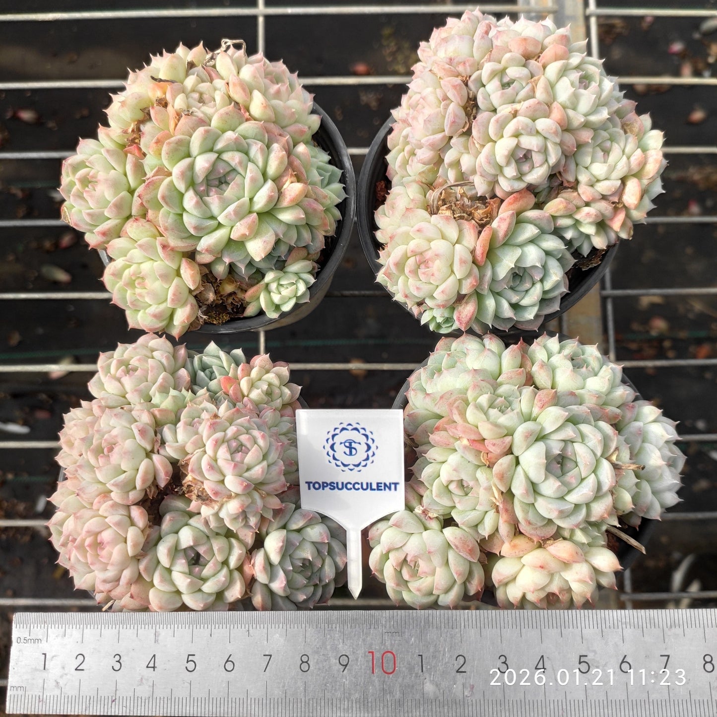 25085 アルバ美尼