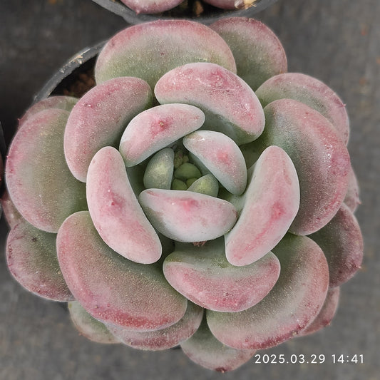 MMT611 クリスタル レイク(5.5cm pot)