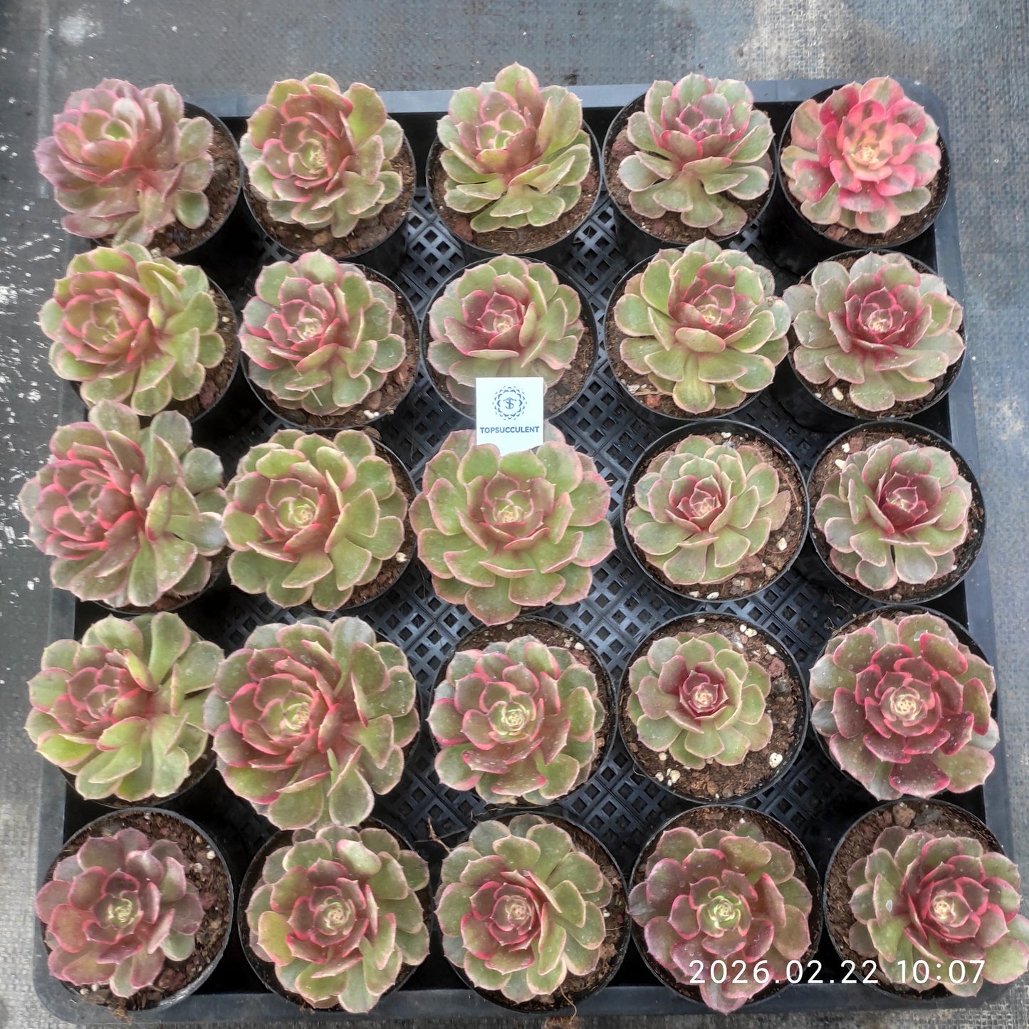 26094 バンクェット