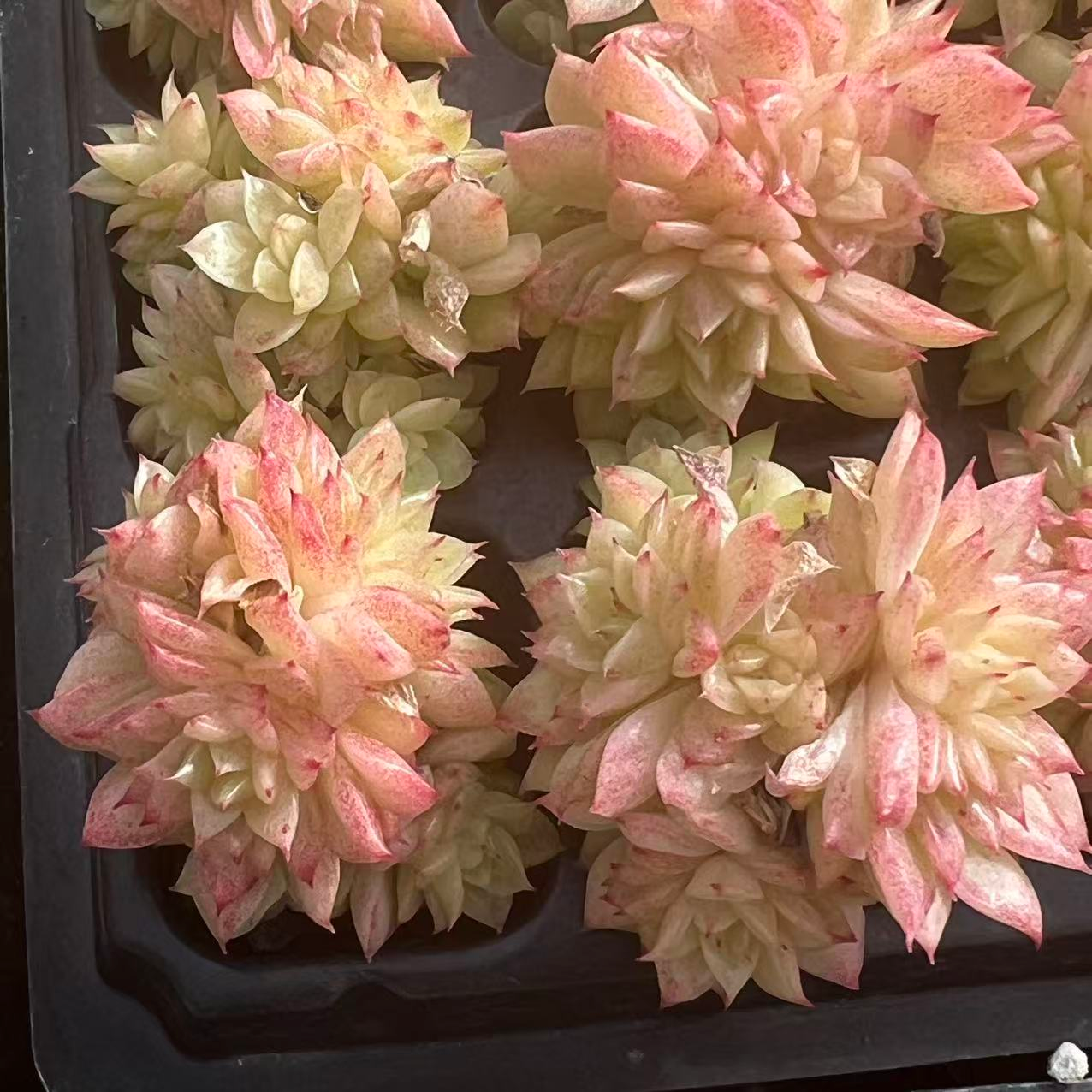 23519 スパイ　シャッドー（3cm pot）