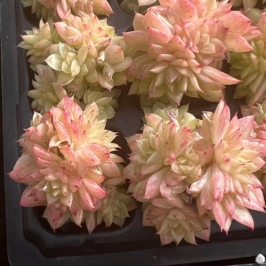 23519 スパイ　シャッドー（3cm pot）