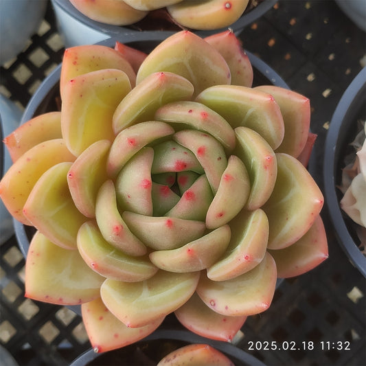 QN409 シャンペン(9cm pot)
