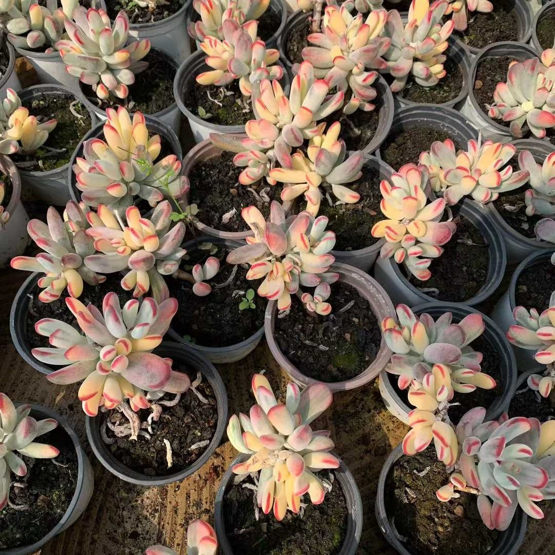 26206 オルビキュラータ錦