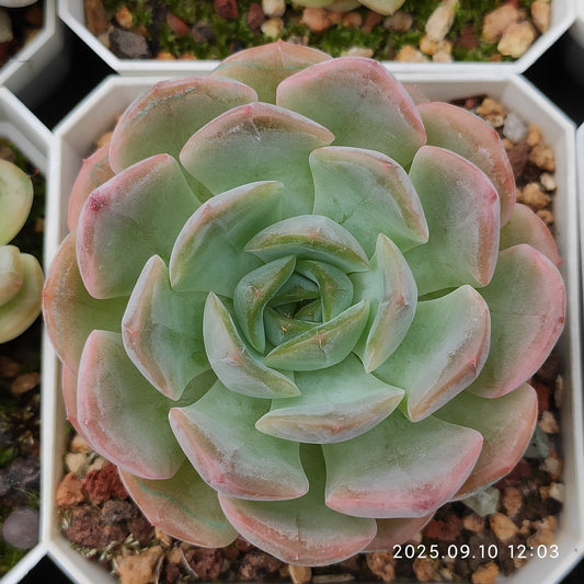 HG081 アメイジング　グレース x キャロライン（7cm pot）