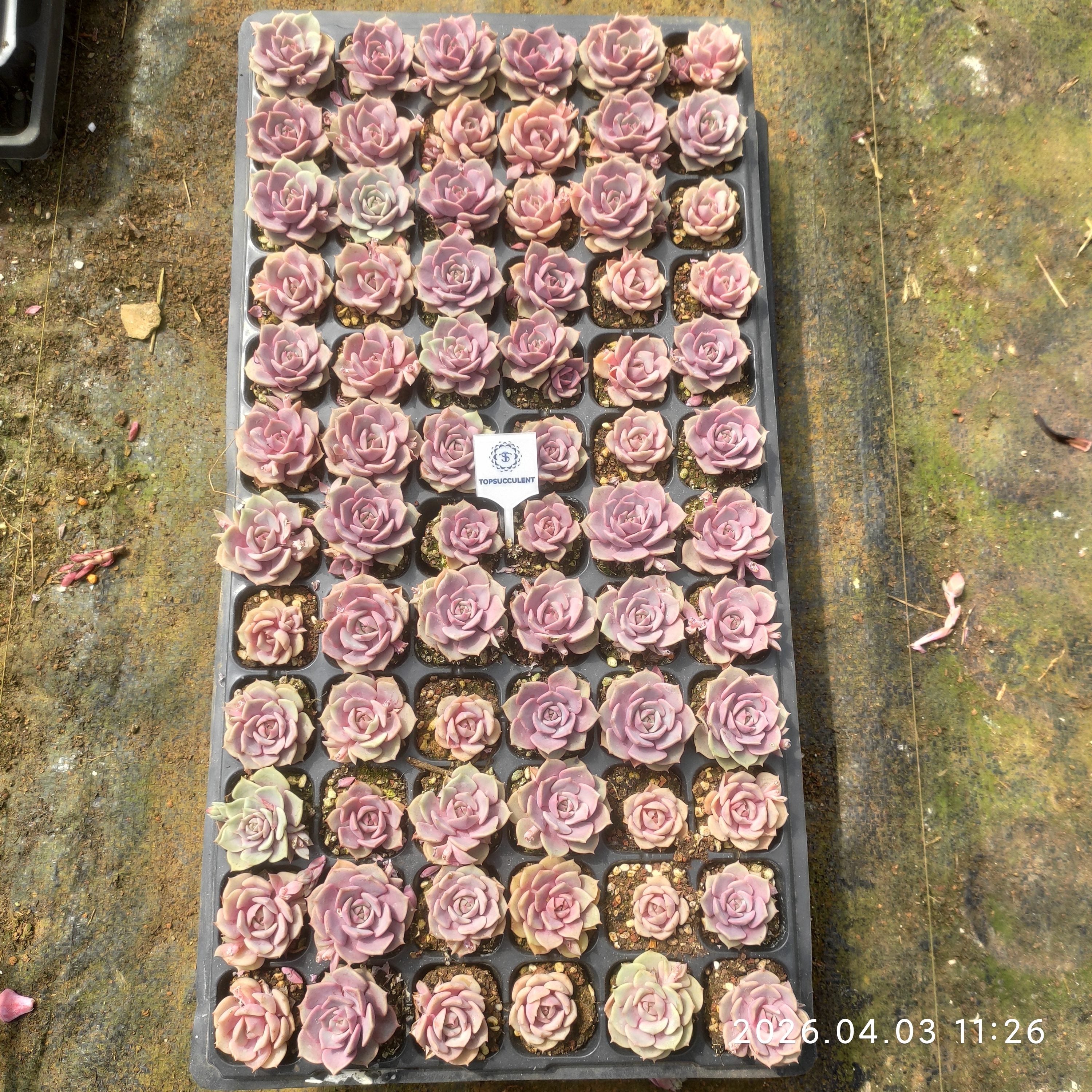 プラグトレー苗 20260618 – Top Succulent®