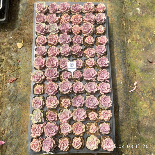 23226 ピンクバタフライ